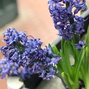 Meet your Posher, Sydney